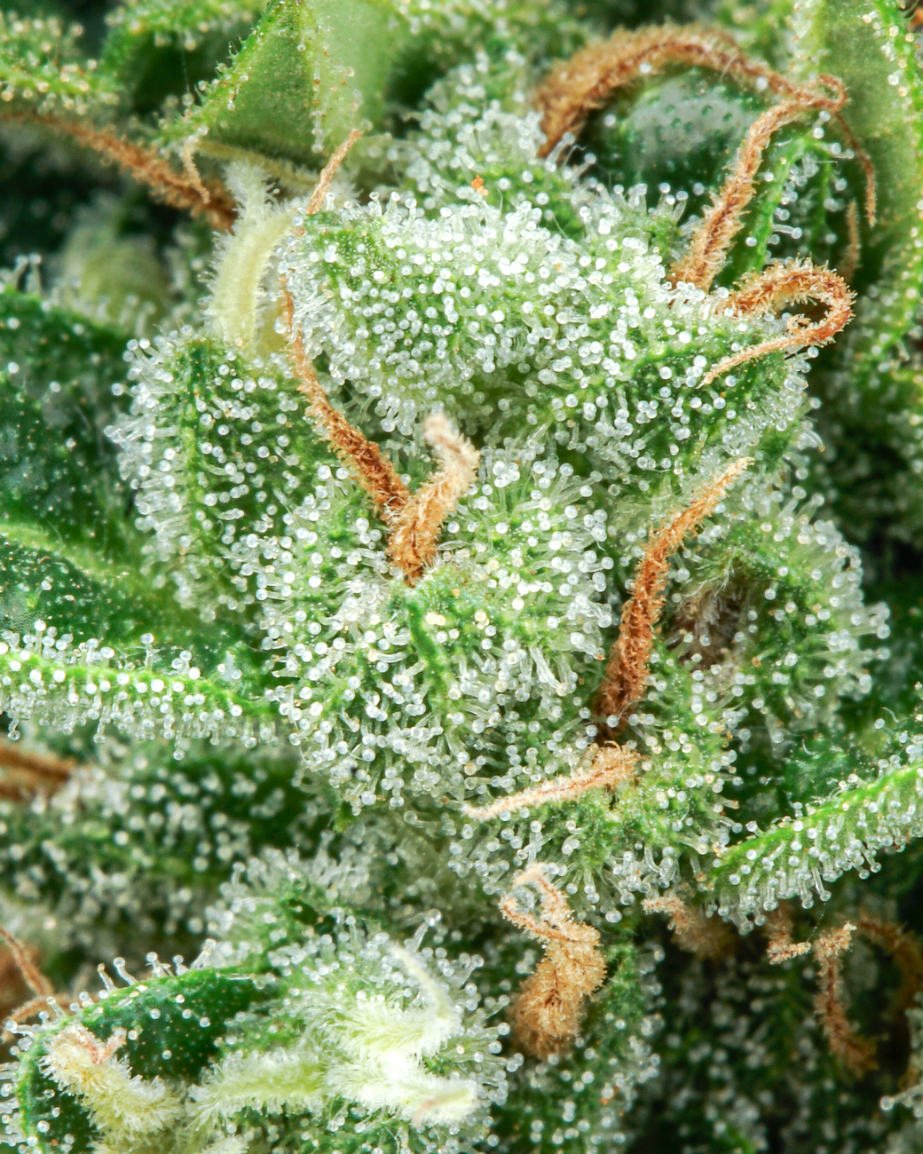 Strain: Slurricane - Clear Indica (Foxworthy Farms) 