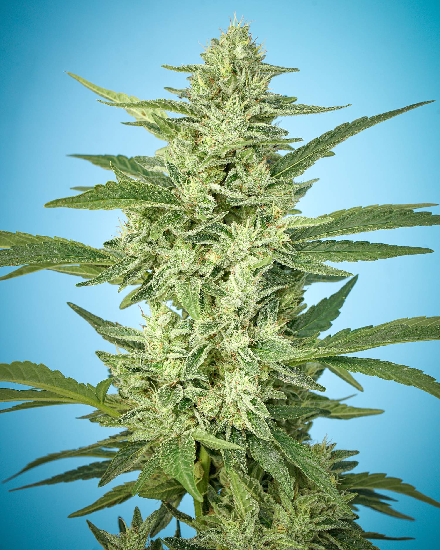 GG4 Hybrid Foxworthy Farms Cannabis Flower